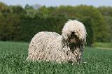 KOMONDOR 072